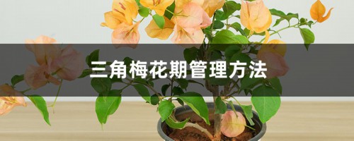 三角梅花期管理方法