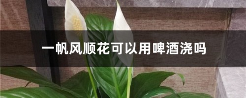 一帆风顺花可以用啤酒浇吗，一帆风顺浇水注意什么