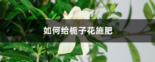 栀子花施肥方法，用什么肥好