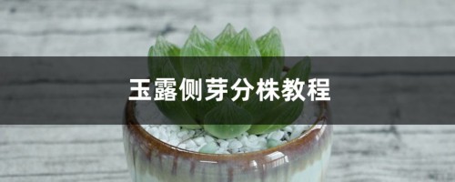 玉露侧芽分株教程