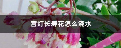 宫灯长寿花怎么浇水